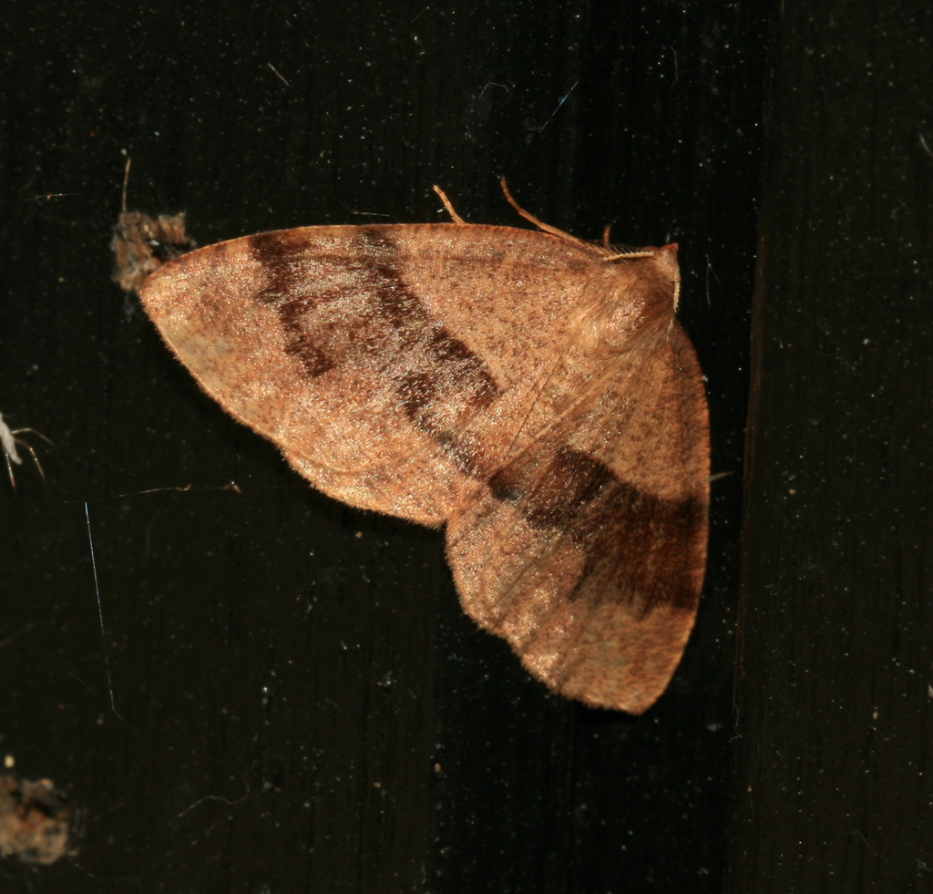 Barred Umber