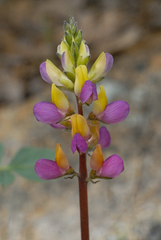 Lupinus stiversii