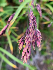 Vahlodea atropurpurea