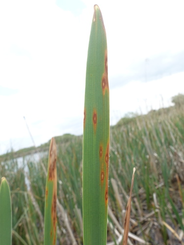 Comoclathris