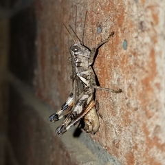 Melanoplus ponderosus