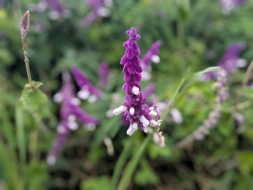 Mexican Bush Sage