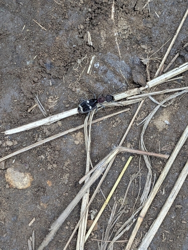 Eccoptoptera mutilloides
