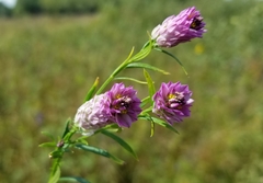Polygala sanguinea
