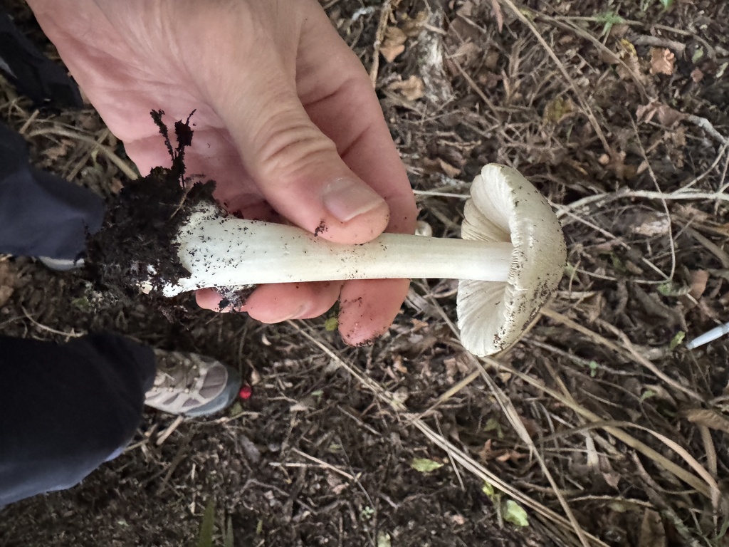 Volvopluteus gloiocephalus · May 2025 · photo: © iandickie (iNaturalist, cc-by)