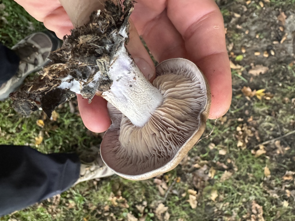 Collybia nuda · May 2025 · photo: © iandickie (iNaturalist, cc-by)