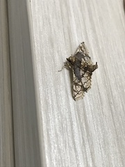Omphisa anastomosalis