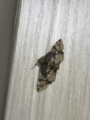 Omphisa anastomosalis