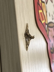 Omphisa anastomosalis