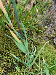 Vahlodea atropurpurea