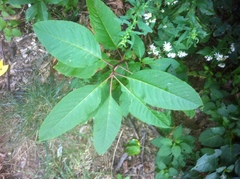 Phytolacca americana
