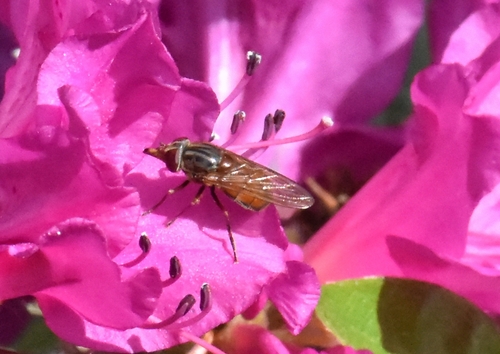 Heineken Fly, Groesbeek, Nederland, photo 10 of 10