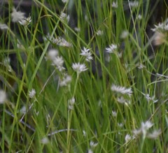 Rhynchospora alba