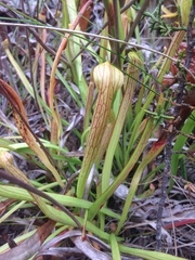 Sarracenia