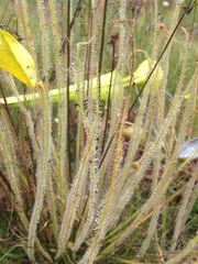 Drosera filiformis