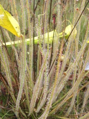 Drosera filiformis