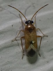 Ceratocapsus apicalis