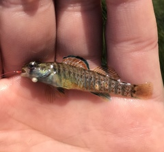 Etheostoma lepidum