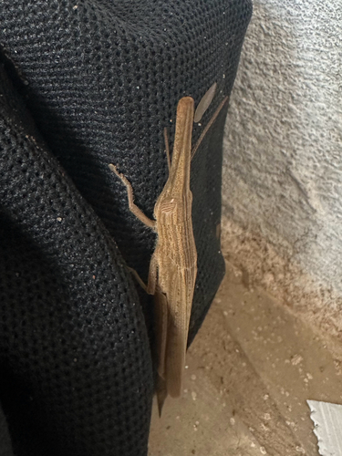 Gladiator Grasshopper