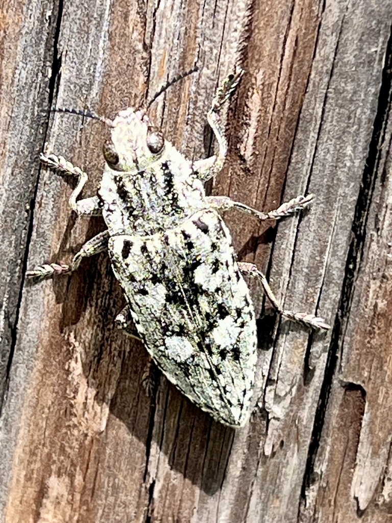 Texania fulleri