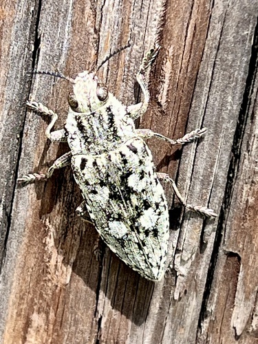 Texania fulleri