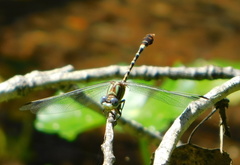 Erpetogomphus lampropeltis