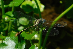 Erpetogomphus lampropeltis