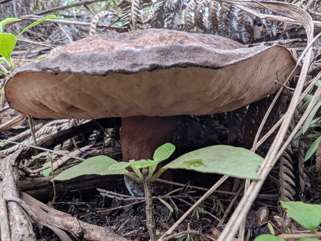Tylopilus formosus · May 2025 · photo: © villamarl88 (iNaturalist, cc0)