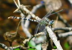 Erpetogomphus lampropeltis