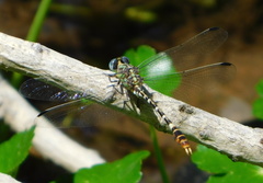 Erpetogomphus lampropeltis