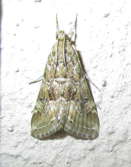 Hellula undalis