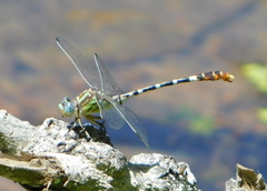 Erpetogomphus lampropeltis