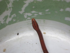 Oreocryptophis porphyraceus vaillanti