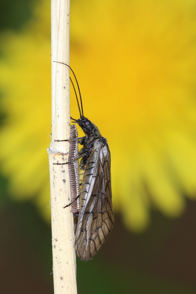 Sialis sordida