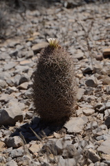 Echinomastus warnockii