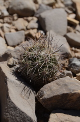 Echinomastus warnockii