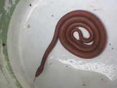 Oreocryptophis porphyraceus vaillanti