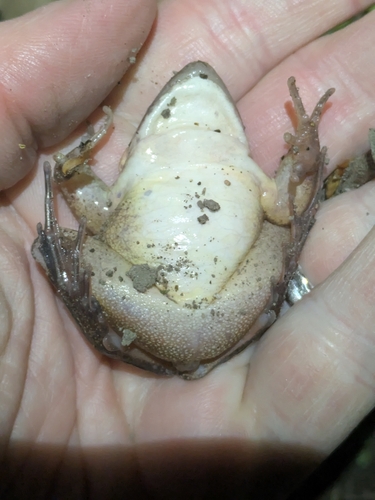 Agile Frog, photo 10 of 10