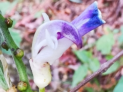 Canavalia septentrionalis