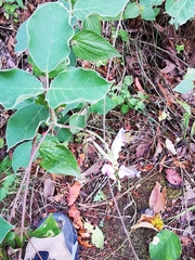 Canavalia septentrionalis