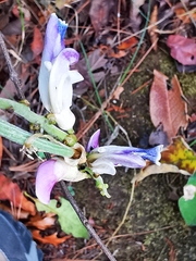 Canavalia septentrionalis