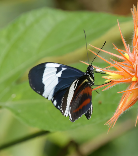 Heliconius cydno (Doubleday)