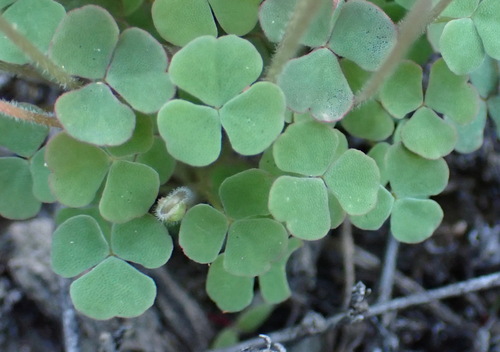 Image of Dotted Sorrel (Oxalis punctata) by (c) Nicola van Berkel, some rights reserved (CC BY-SA)