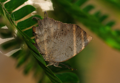 Surendra quercetorum