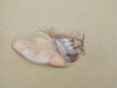 Nemopilema nomurai