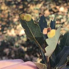 Andricus pattersonae