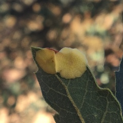 Andricus pattersonae