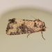 Broken-lined Brocade Moth - Photo (c) Reiner Jakubowski, some rights reserved (CC BY-SA), uploaded by Reiner Jakubowski