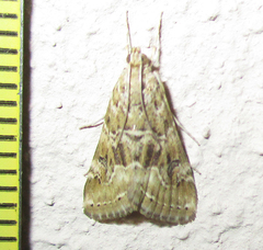 Hellula undalis