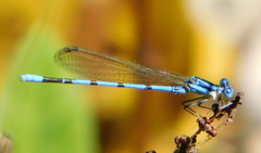 Argia tarascana